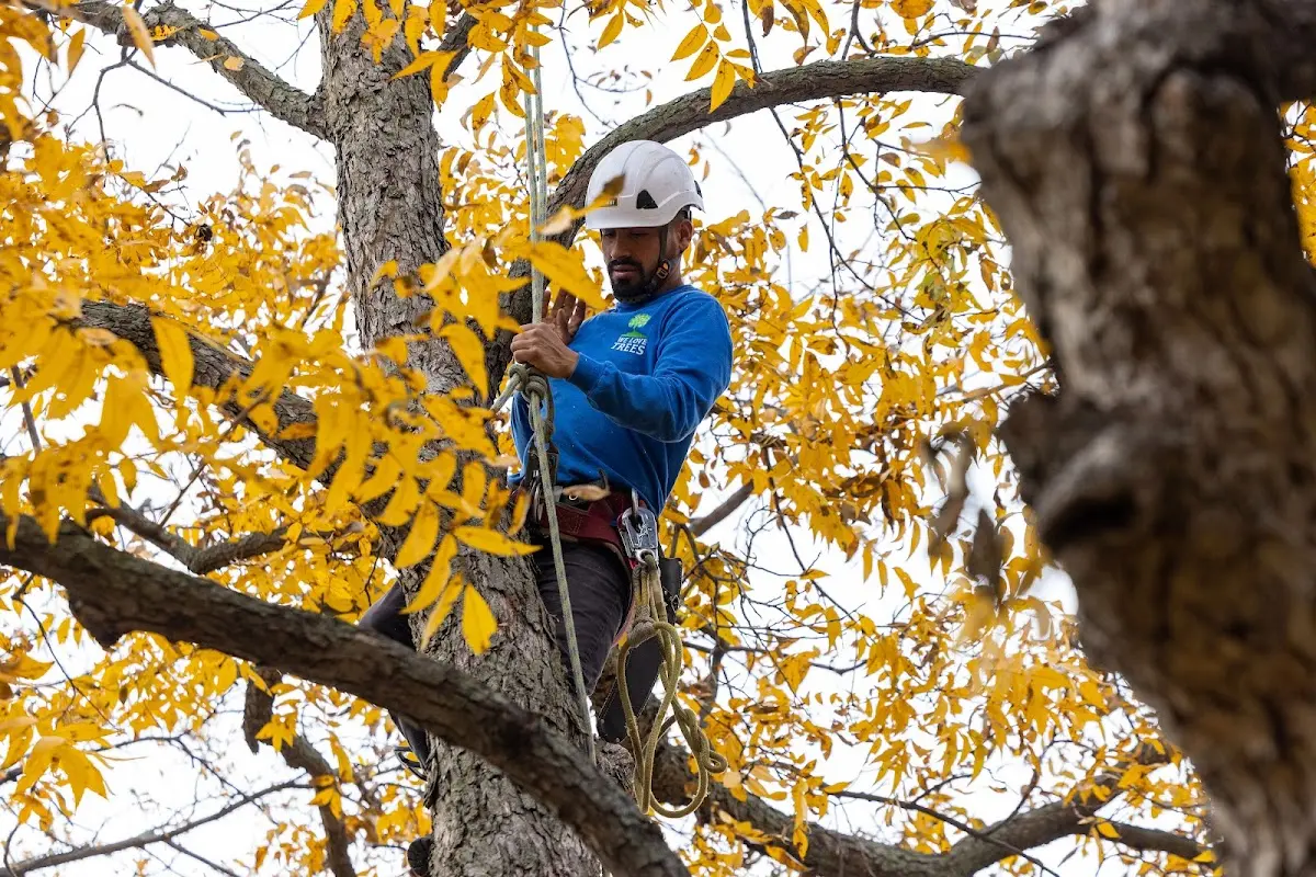 Skilled Tree Planing crew working in Wayzata